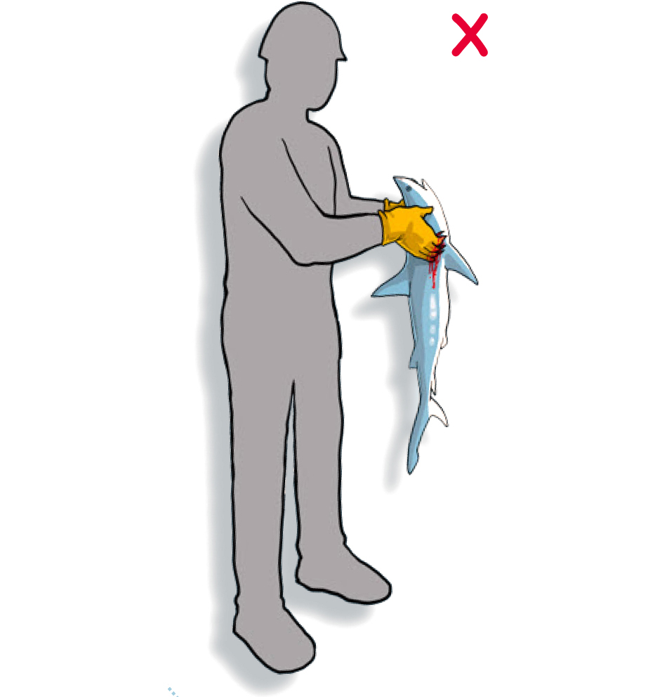 DO NOT insert hands or objects into the gill openings (Poisson et al, 2012)