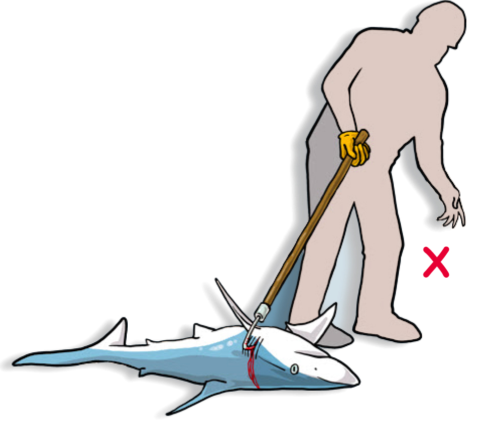 DO NOT insert a gaff, hook or other pointed object to drag or lift the animal (Poisson et al, 2012)