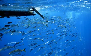 Higher bycatch in associated sets (e.g., FAD sets, sets on floating logs) as compared to unassociated sets