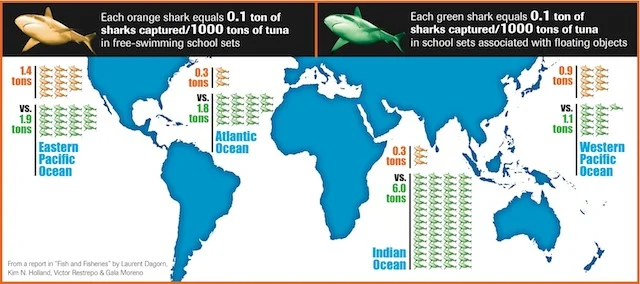 Tons of sharks captured per tons of tuna.
