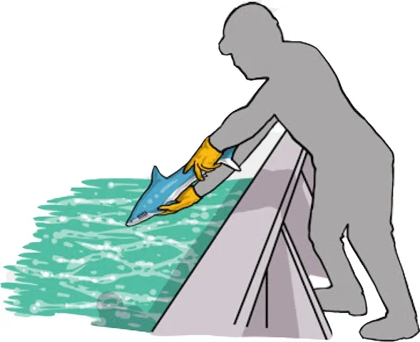 Release the fish by pointing its head down toward the water and dropping it in (Poisson et al, 2012)
