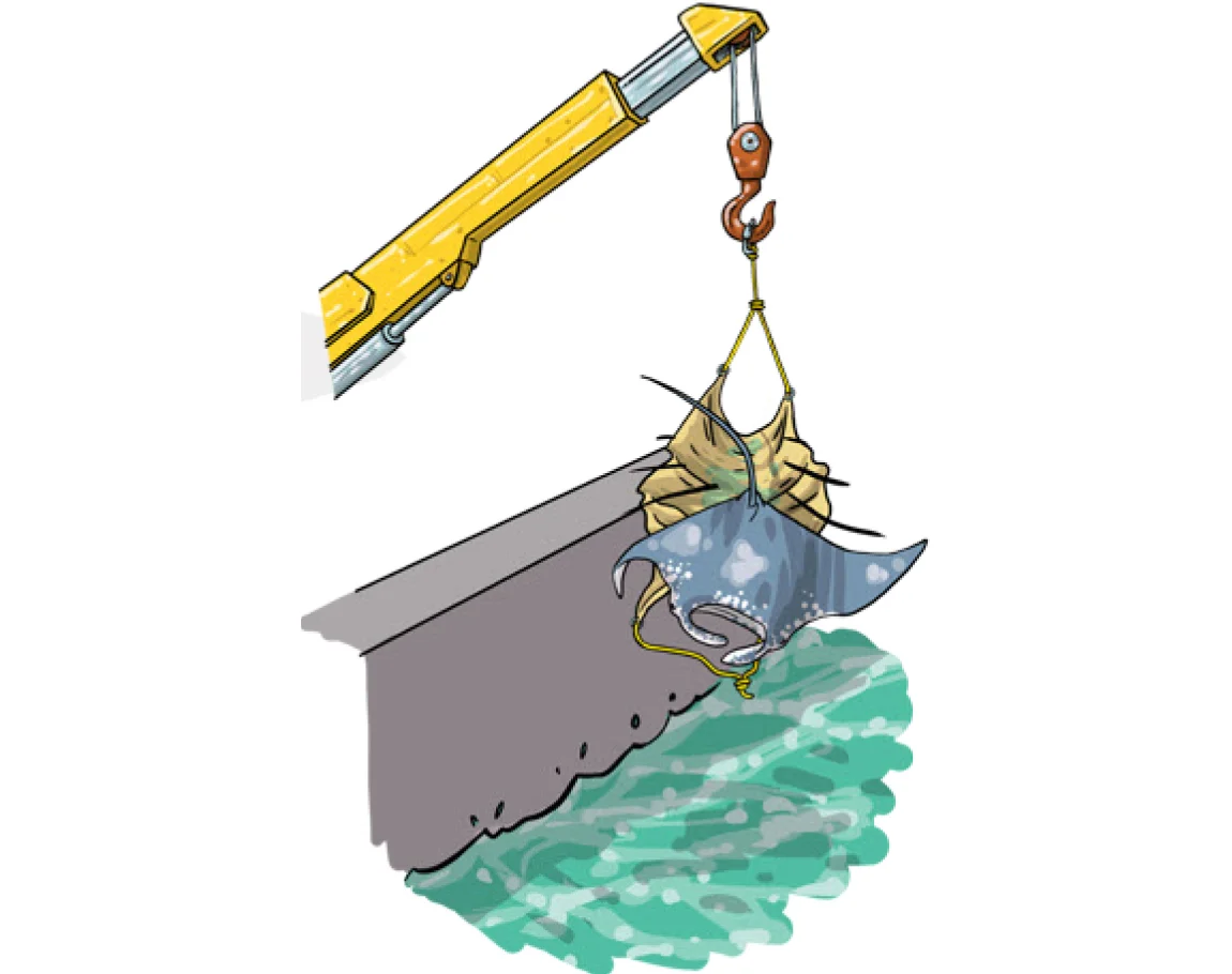 If the animal can’t be released directly from the brailer (e.g., by tipping one edge), then large sharks, rays and other fish (e.g., moonfish) can be returned to the sea using a piece of net, plastic tarp or canvas that can be lifted by the crane. The material should be ready on deck before brailing, and when a large animal is encountered, it can be placed on the material, which is then hooked up to the crane and lifted over board. (Photo: Poisson et al, 2012)