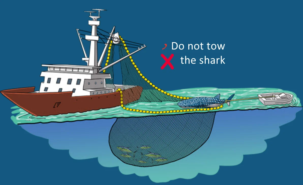 At no time should the whale shark be handled by its tail (e.g., lifted using the crane, or towed it with a speed boat). This can cause severe injury to the animal. (Photo: Poisson et al, 2012)