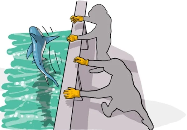 Most importantly, attempt to release the animal AS SOON AS POSSIBLE. (Poisson et al, 2012)
