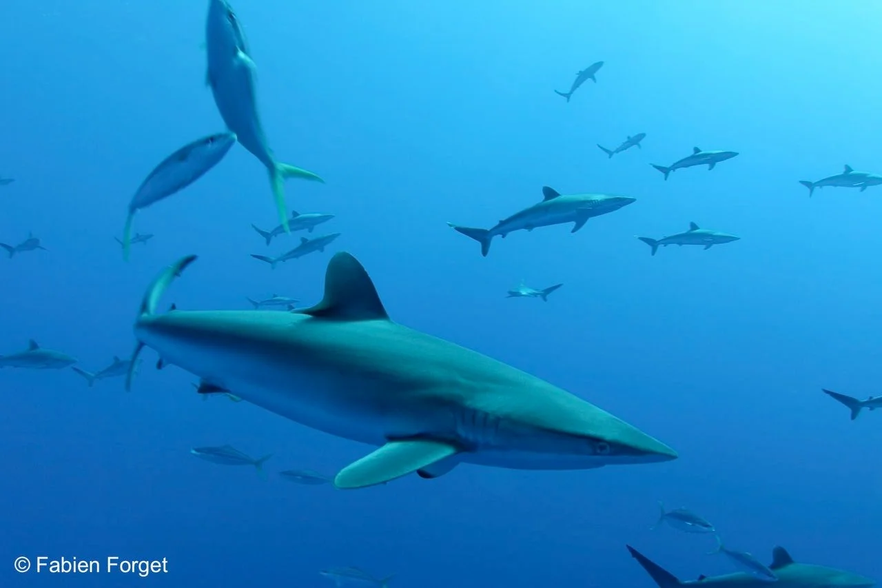 PS-Ch 3 cover image.jpg