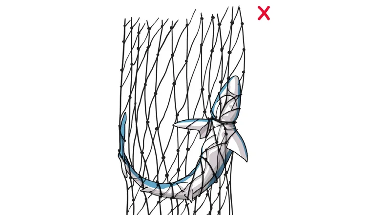 DO NOT tug or yank the net around an entangled animal. Instead use clippers, if necessary. For animals entangled in the net, reduce the speed of the net reel. Once the tension is reduced, carefully remove the animal. (Photo: Poisson et al, 2012)