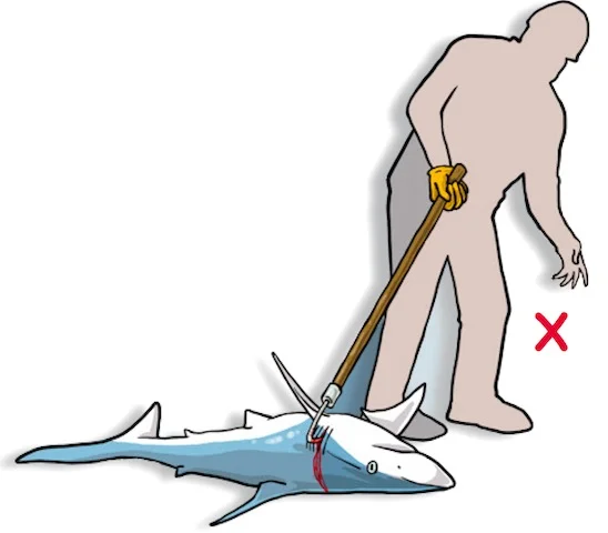 DO NOT insert a gaff, hook, or other pointed object to drag or lift the animal. (Poisson et al, 2012)