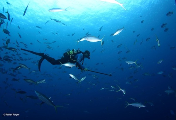 ISSF-sponsored scientist observing fish behavior during a bycatch research cruise in the Indian Ocean