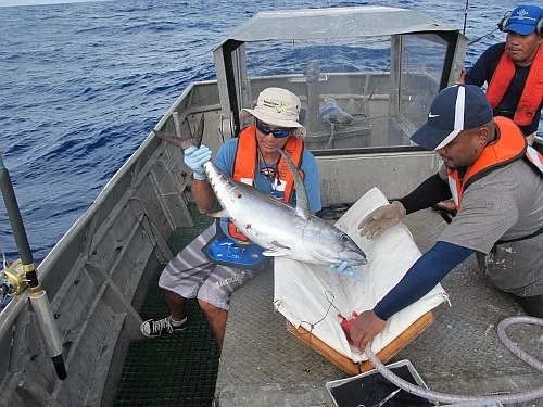 ISSF-sponsored scientist tagging a tuna during a bycatch research cruise in the Western Pacific Ocean