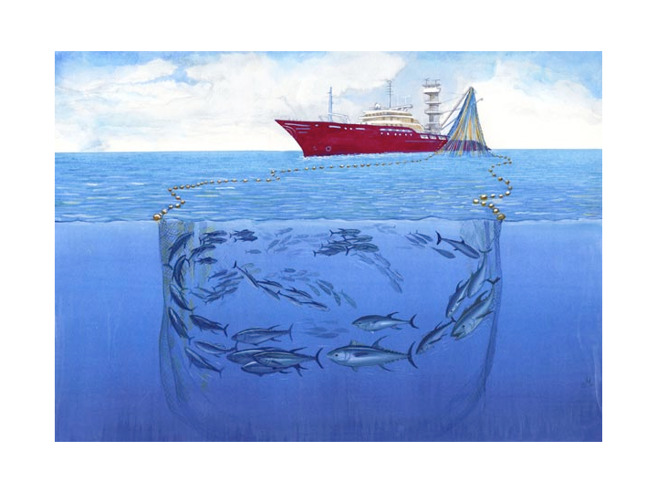 Purse seine net set around a tuna school (Photo: FAO)