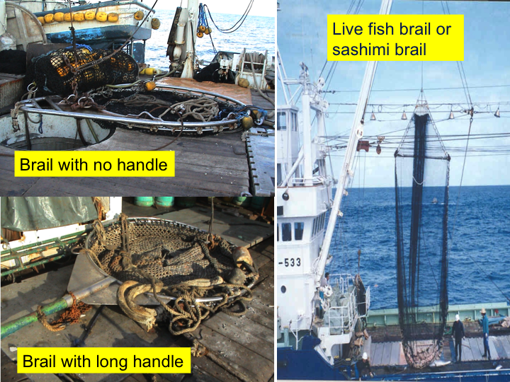 Once the net has been set, the fish are harvested from the purse seine using a large scoop net called the "brailer”; several tons of fish are taken on board each time. There are several types of brailers, and some are shown above. Where possible, it is important to note the brailer type and capacity. (Photo: SPC)