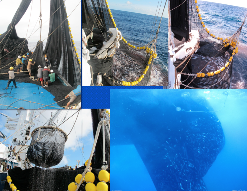 Sacking up. A crew working with net to make sack as small as possible (top left), two shots of the sack of fish ready to be brailed (top middle and right), brailing (bottom left), and view from underwater of fish being “sacked up” (bottom right). (Photo: Jeff Muir)