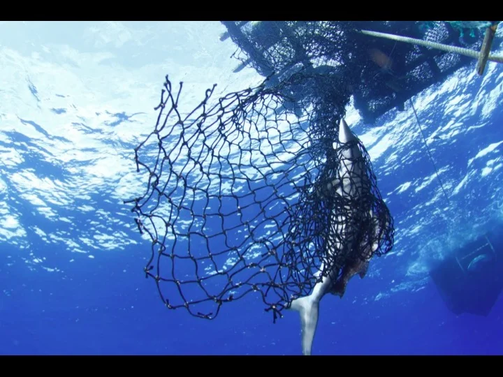 Shark entangled in a FAD (Photo: Fabien Forget)