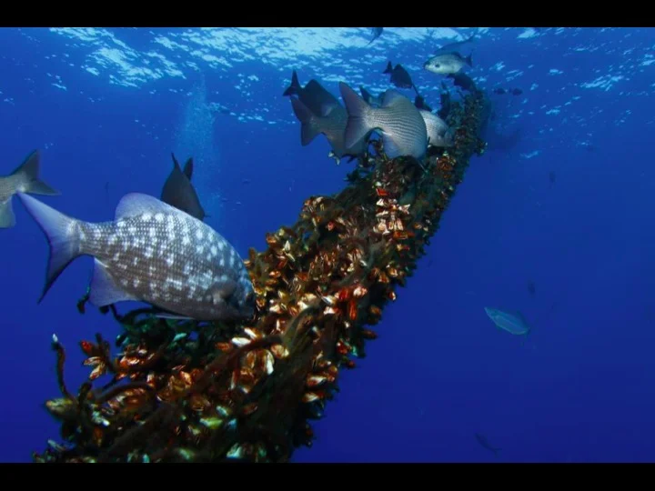 Sea life around a FAD (Photo: SPC)