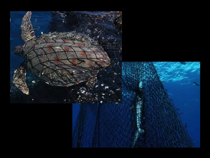 The netting used in traditionally constructed FADs can entangle animals, notably sensitive species such as turtles and sharks.