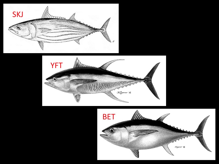 The three tuna species (adult forms) most likely to be encountered during tropical tuna purse seine fishing: skipjack (SKJ, top), yellowfin (YFT, middle), and bigeye (BET, bottom). The skipjack is easy to distinguish by the horizontal stripes that run down its body. (Photos, top to bottom: FAO, K. Schaefer, K. Schaefer)