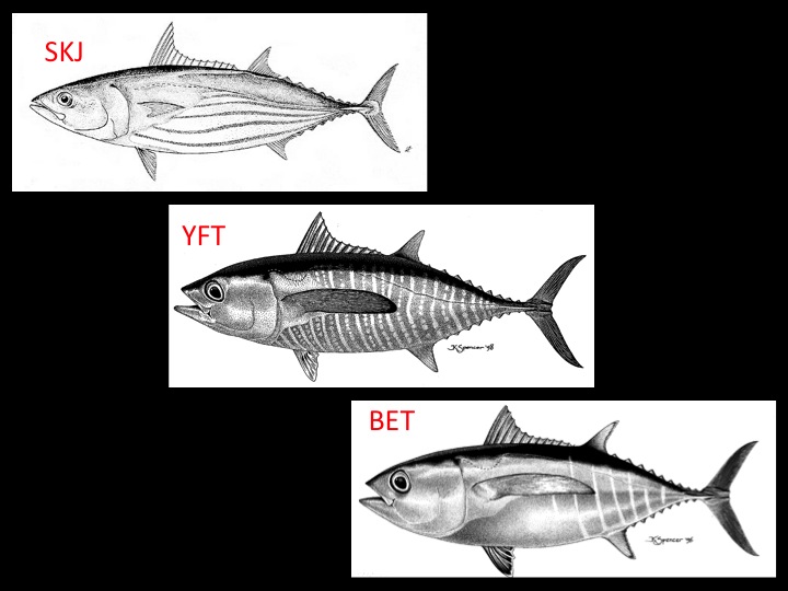 The same three species, but showing the small (juvenile) forms of yellowfin and bigeye more commonly occurring with the mature skipjack (Photos, top to bottom: FAO, K. Schaefer, K. Schaefer)