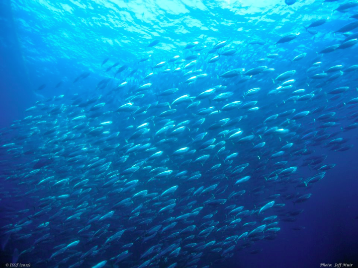 Schooling tuna: note the uniformity of fish size (Photo: Jeff Muir)