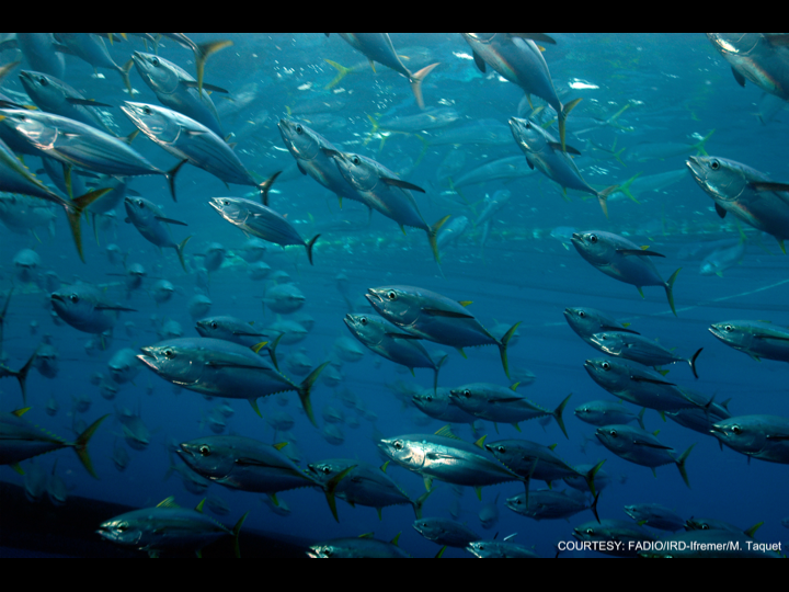 Mixed tuna (Photo: FADIO/IRD-Ifremer/M. Taquet)