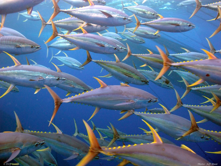 Schooling yellowfin (Photo: Jeff Muir)