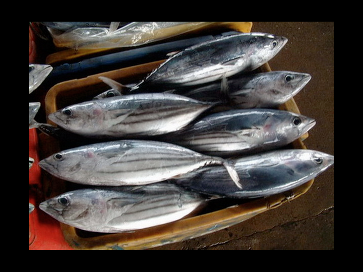 With their characteristic horizontal stripes and fusiform shape (wide in the middle and evenly tapered at both ends), skipjack are relatively easy to identify. Distinguishing between small bigeye and yellowfin is more challenging and will be reviewed in detail in the next gallery. (Photo: David Itano)