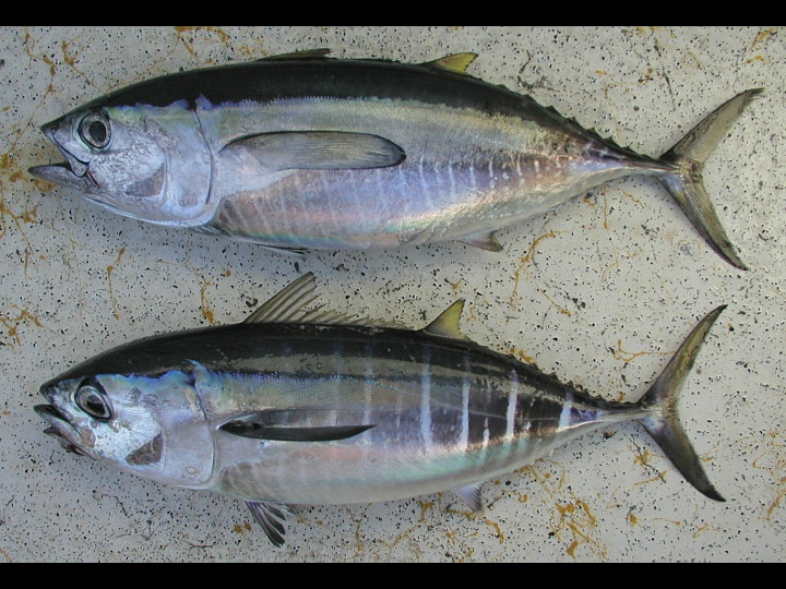 At the same length, juvenile yellowfin (top) and bigeye (bottom) look similar but not identical. (Photo: David Itano)