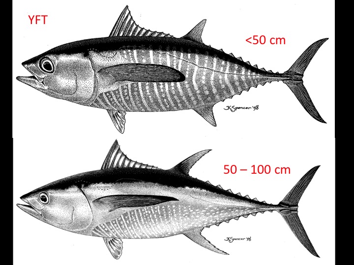 Page 5 - Gallery 3.2: Bigeye and Yellowfin Tuna — ISSF Guidebooks