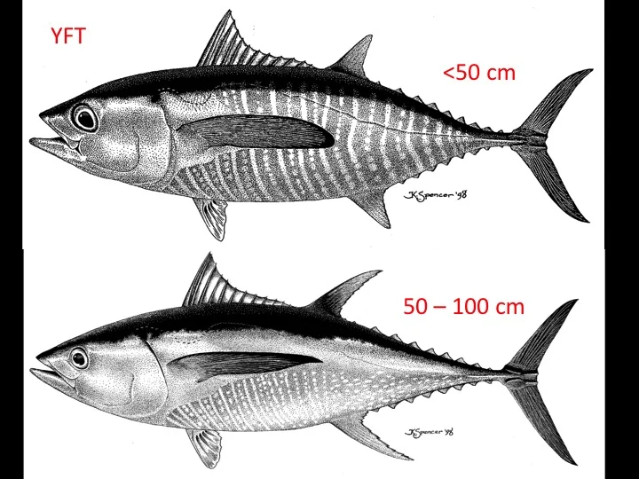 Yellowfin tuna shorter than 50 cm (top) and between 50 and 100 cm (bottom) (Photo: K. Schaefer)