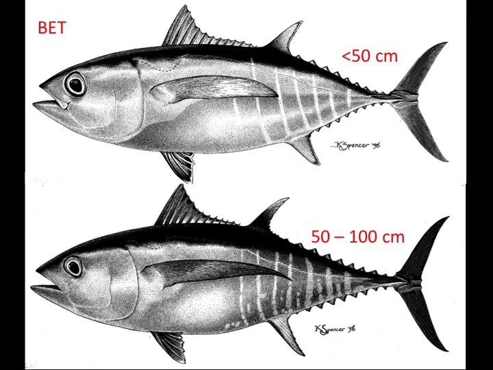 Bigeye tuna at shorter than 50 cm (top) and between 50 and 100 cm (bottom) (Photo: K. Schaefer)