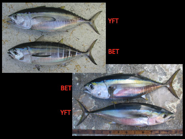 Comparison of small yellowfin (top and bottommost fish) and small bigeye (second and third fish from the top). Though there are characteristics of coloration that can distinguish bigeye from yellowfin, the colors fade very quickly after death and therefore are not a reliable means when identifying species during a purse seine fishing operation. Note that the pink color is a reflection in the photo and not a color of the fish. (Photo: David Itano)
