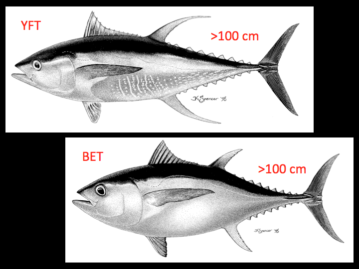 Large adult yellowfin have a streamlined, elongated body shape (above left), while large bigeye have a more rounded and deep body shape (lower right). (Photo: K. Schaefer)
