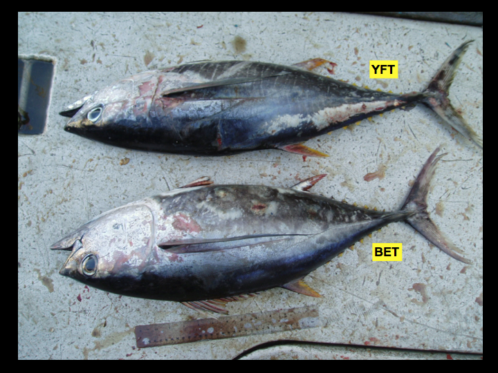 Faded colors: sometimes the fish’s coloring can be faded, preventing species identification using that characteristic (yellowfin top, bigeye bottom). The colors can fade entirely to silver/white and blue/black, but body shapes should still allow identification. (Photo: David Itano)