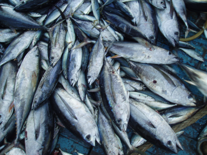 Deck spill on a purse seine vessel. The observer must be aware of general species and size composition as the tuna come on board—and to note changes in those variables as the catch is brailed. (Photo: David Itano)
