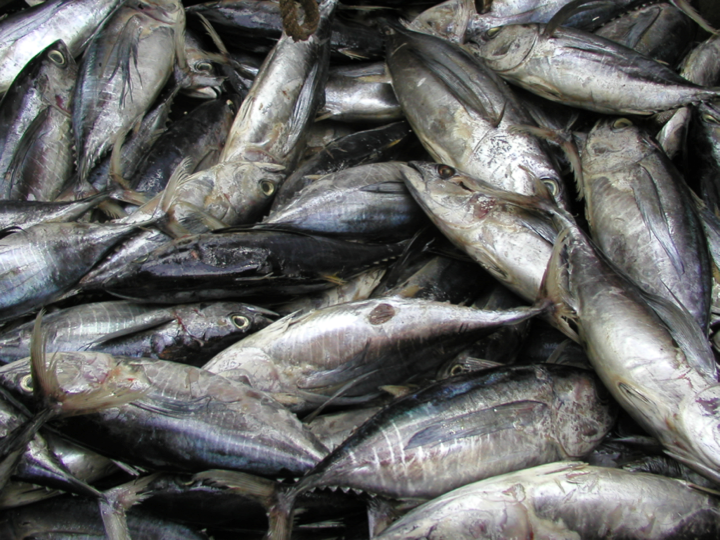 Brine-frozen tunas will likely be entirely absent of distinguishing color characteristics, and distortion of body shape is more likely. (Photo: David Itano)