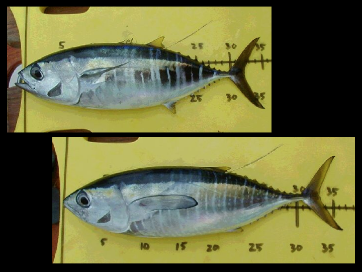 Top: Bigeye Tuna Bottom: Yellowfin Tuna (Photo: David Itano)