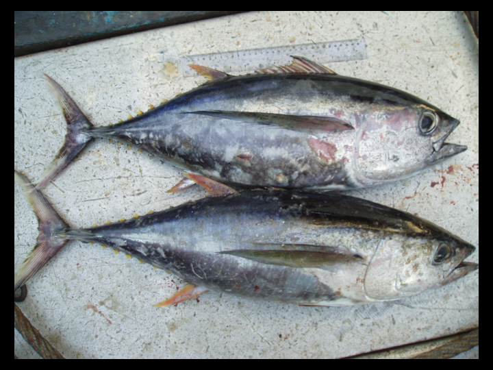 Top: Bigeye Tuna Bottom: Yellowfin Tuna (Photo: David Itano)