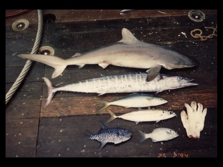 An observer will encounter many fish species during the course of their duties. This gallery will review some of the more common fish and point out their identifying characteristics. (Photo: Fukofuka & Itano, 2007)