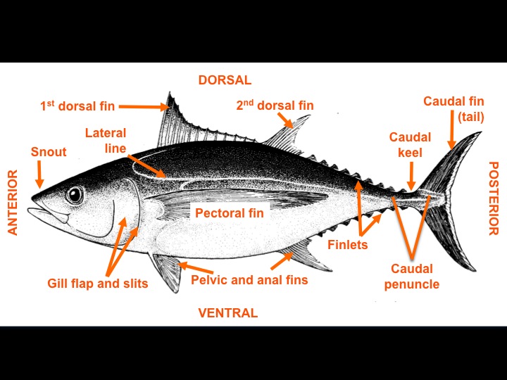 Parts of a fish (Photo: Fukofuka & Itano, 2007)