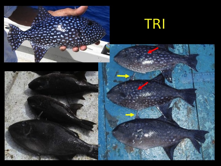 Spotted Oceanic Triggerfish (TRI): white spots (red arrows), one or more spines above the head (yellow arrows), body turns solid black when brine frozen (bottom left photo). (Photo: Fukofuka & Itano, 2007)