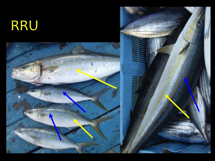 Rainbow Runner (RRU): Long, thin fish with blue and yellow stripes along the body. (Photo: Fukofuka & Itano, 2007)