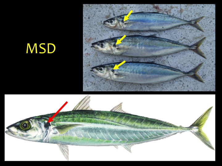 Mackerel Scad (MSD): Skinny shape, metallic black upper body and silver/white lower body, with a black mark on the upper gill flap (arrows) (Photo: Fukofuka & Itano, 2007)