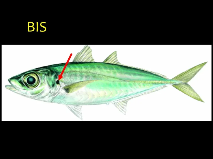 Bigeye Scad (BIS): Long metallic blue-green body, large eyes, black spot on gill flap (arrow) (Photo: Fukofuka & Itano, 2007)