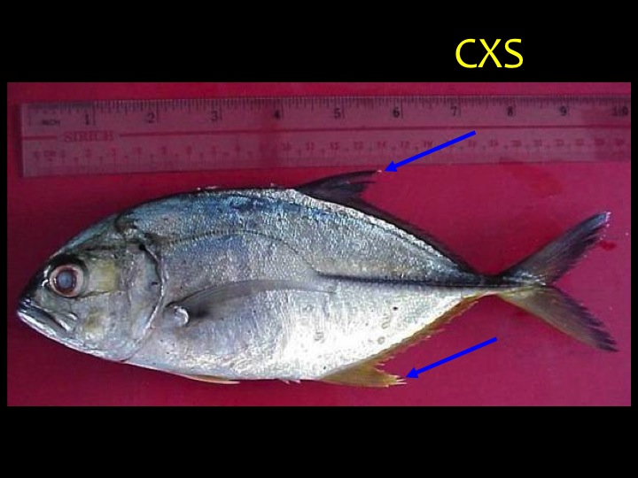 Bigeye Trevally (CXS): Distinct shape with blue/green upper body and silver/white lower body, large eyes, white-tipped dorsal and ventral fins (arrows), yellowish-black caudal fin (Photo: Fukofuka & Itano, 2007)