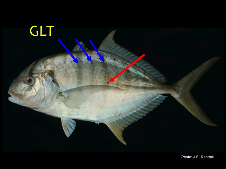 Golden Trevally (GLT): Yellow/silvery body, yellow fins, pattern of broad and narrow black bars (blue arrows), black spots on sides in adults (red arrow) (Photo: J.E. Randall)