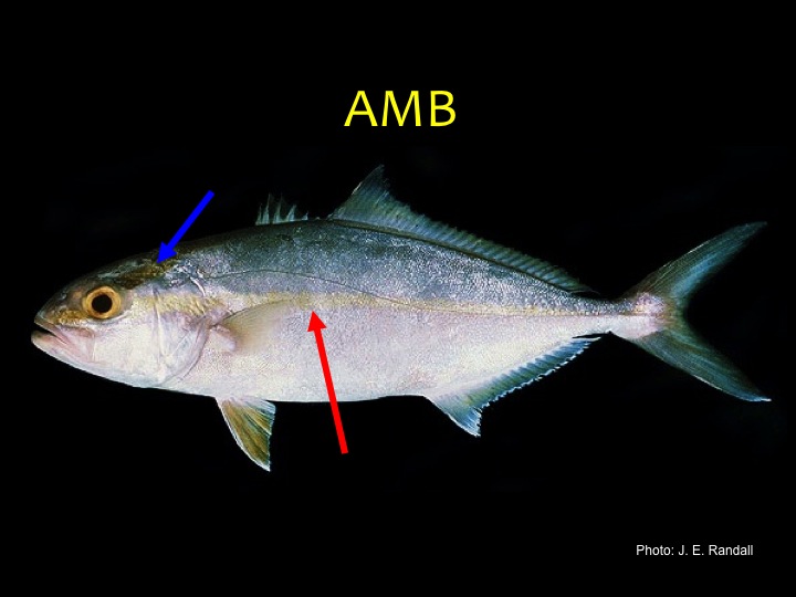 Greater Amberjack (AMB): Green/gray upper body and silver/white lower body, faint stripe along middle side (red arrow), dark strip over the eye (in the young especially, blue arrow) (Photo: J.E. Randall)