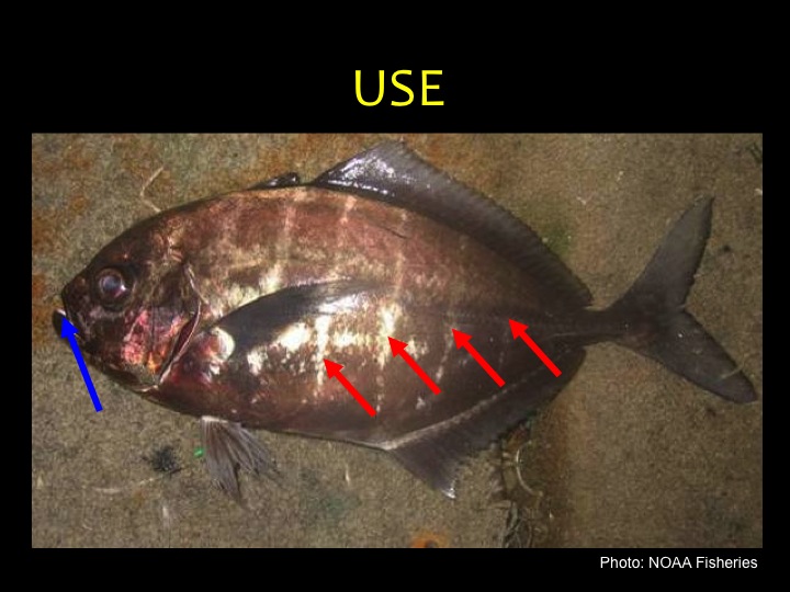 Cottonmouth Jack (USE): Dark gray body with lighter vertical bars (red arrows), dark fins, and the tongue and inside of mouth are pure white (blue arrow) (Photo: NOAA Fisheries)