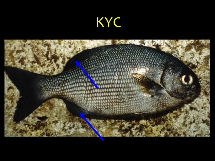 Blue Sea Chub (KYC): Allover dot pattern, dusky fins, elongated dorsal and anal fins (blue arrows). Very common, particularly under FADs and logs (Photo: Fukofuka & Itano, 2007)