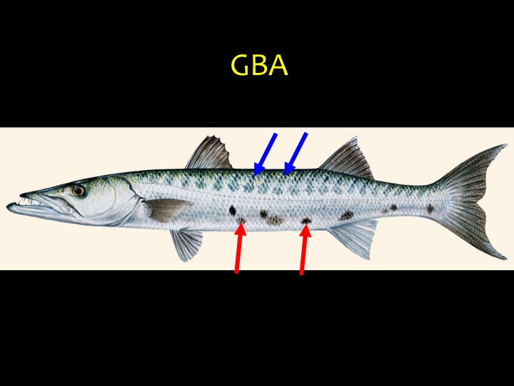 Great Barracuda (GBA): Long, thin fish with short, dark bars on silver sides (blue arrows), irregular dark sport on underside (red arrows), lower jaw sticks out (Photo: Fukofuka & Itano, 2007)