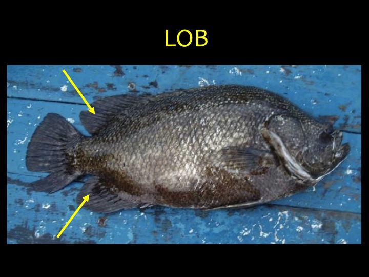 Tripletail (LOB): Dark brown or black upper body with a bronze/gray lower body, small eyes near mouth, extended round dorsal and anal fins (yellow arrows) (Photo: Fukofuka & Itano, 2007)