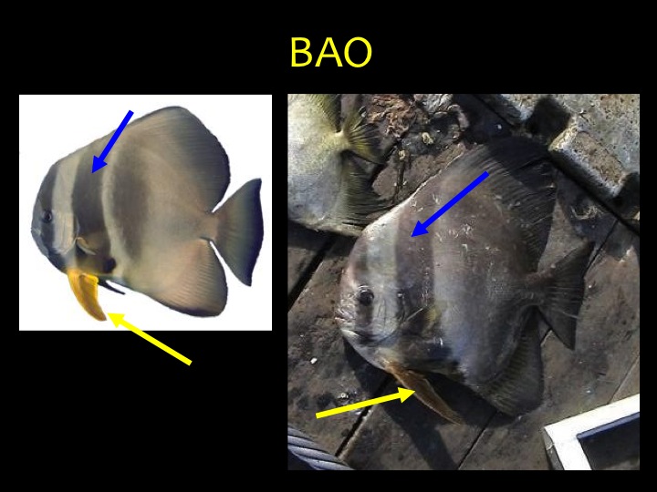 Longfin Batfish (BAO): distinctive shape with black bars (blue arrows) and yellow pelvic fins (yellow arrows) (Photo: Fukofuka & Itano, 2007)